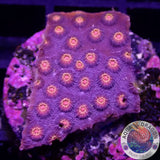 Cyphastrea spp. „Bizzaro“