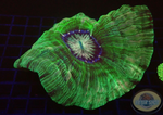Cynarina lacrymalis „Alien Eye“ WYSIWYG