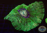 Cynarina lacrymalis „Alien Eye“ WYSIWYG
