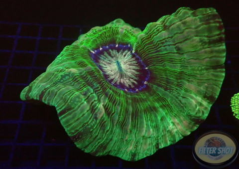 Cynarina lacrymalis „Alien Eye“ WYSIWYG