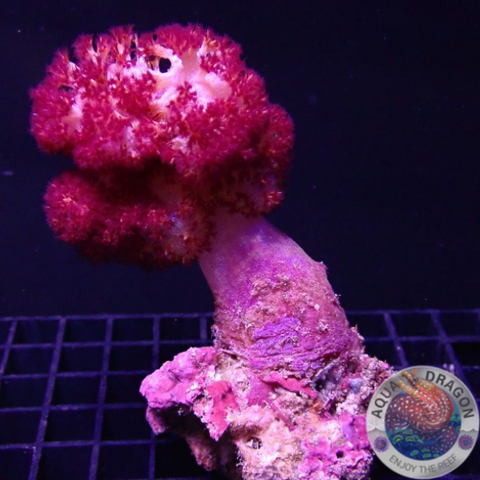 Dendronephthya spp. „Blossom“ WYSIWYG