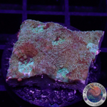 Acanthastrea echinata „Moony“ WYSIWYG