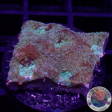 Acanthastrea echinata „Moony“ WYSIWYG