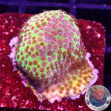 Stylocoeniella spp. 🔥 „Burning Banana“ 🍌 WYSIWYG