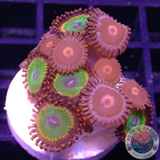 Krustenanemonen „Bowser & E.Y“ WYSIWYG