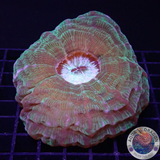 Cynarina macassarensis „Striped Cat“ WYSIWYG „AD Special“