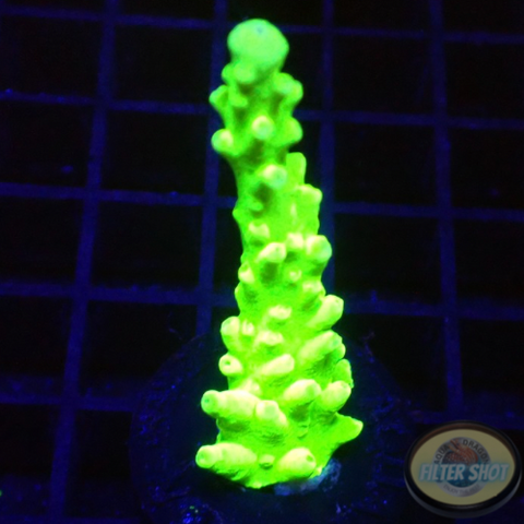 Acropora austera “Radioactive” AD Special