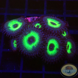 Krustenanemonen „Mind Blowing“