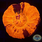 Homophyllia australis „Deadpool“ WYSIWYG