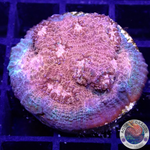 Echinophyllia spp. „Toxic Rim“ WYSIWYG „AD Special“