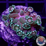 Alveopora spp. „Sunny“ WYSIWYG