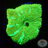 Discosoma spp. „Citrus Jaw“ WYSIWYG