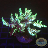 Acropora selago „Cold Cherry“ 🍒 WYSIWYG „AD Special“