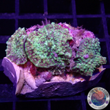 Discosoma spp. “Sugar Crush” WYSIWYG “AD Special”