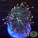 Euphyllia glabrescens „Jamaika“ WYSIWYG „AD Special“