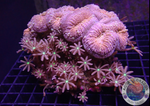 Lobophyllia spp. „Hint of Knopia“ WYSIWYG „AD Special“