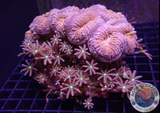 Lobophyllia spp. „Hint of Knopia“ WYSIWYG „AD Special“
