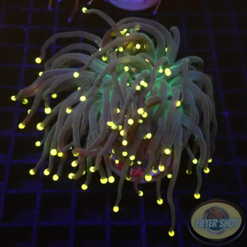Euphyllia glabrescens „Rastafari“ WYSIWYG „AD Special“