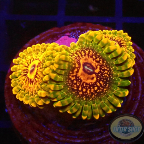 Krustenanemonen „GMK“