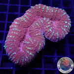Lobophyllia spp. „Sugar Spark“ WYSIWYG