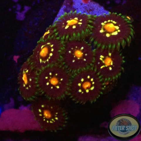 Krustenanemonen „Stargazer“ WYSIWYG