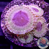 Krustenanemonen „White Walker“ WYSIWYG