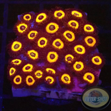 Krustenanemonen „Johnny Pumpkin“ 🎃