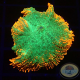 Rhodactis spp. „Tequila Sunrise“ WYSIWYG „AD Special“