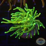 Euphyllia glabrescens „Sun God Junior“ WYSIWYG