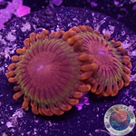 Krustenanemonen „Speckled Krakatoa“ WYSIWYG „AD Special“
