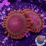 Krustenanemonen „Speckled Krakatoa“ WYSIWYG „AD Special“