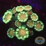 Alveopora spp. „Baby Bo“ WYSIWYG