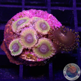 Krustenanemonen „Chiquita & Campfire & Styllocoeniella“ WYSIWYG „AD Special“