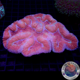 Symphyllia spp. „Above the Rim“ WYSIWYG „AD Special“
