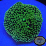 Ricordea florida „Foamy Pearl“ AD Special