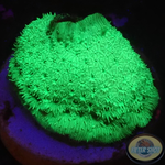 Pavona spp. „Toxic“
