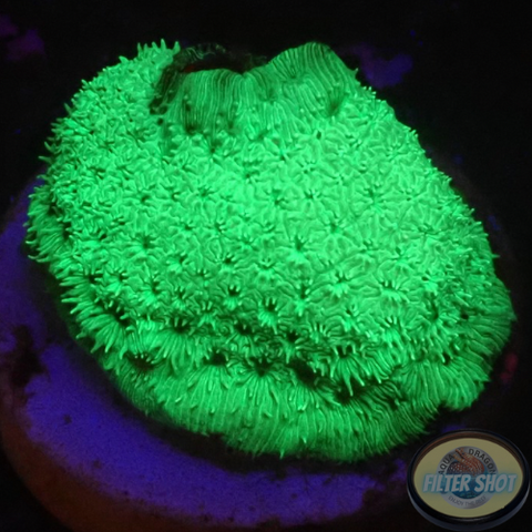 Pavona spp. „Toxic“