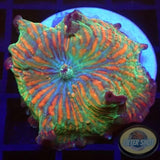 Discosoma spp. „Rainbow“ 🌈 WYSIWYG „AD Special“