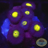 Krustenanemonen „AIO“ AD Special