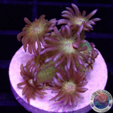 Goniopora spp. „Space Rasta“