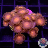 Krustenanemonen „Hawaiian Sunset“ WYSIWYG