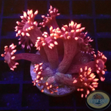 Goniopora spp. „Twisted Metal“