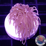Euphyllia glabrescens „Goldy“ WYSIWYG „AD Special“