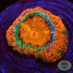 Micromussa spp. „Baby Rainbow“ 🌈