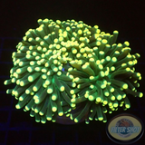 Euphyllia paraglabrescens „Jelly Babe“ WYSIWYG „AD Special“