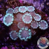 Alveopora spp. „Baby Bo“ WYSIWYG