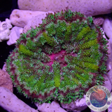 Stichodactyla tapetum WYSIWYG