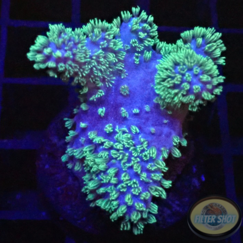 Lobophytum spp. “FuZzy” WYSIWYG