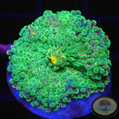 Ricordea yuma “Rainbow” WYSIWYG “AD Special”