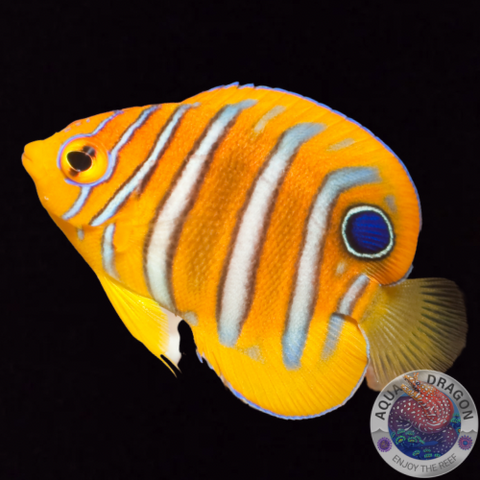 Pygoplites diacanthus „Pfauenkaiserfisch“ Nachzucht